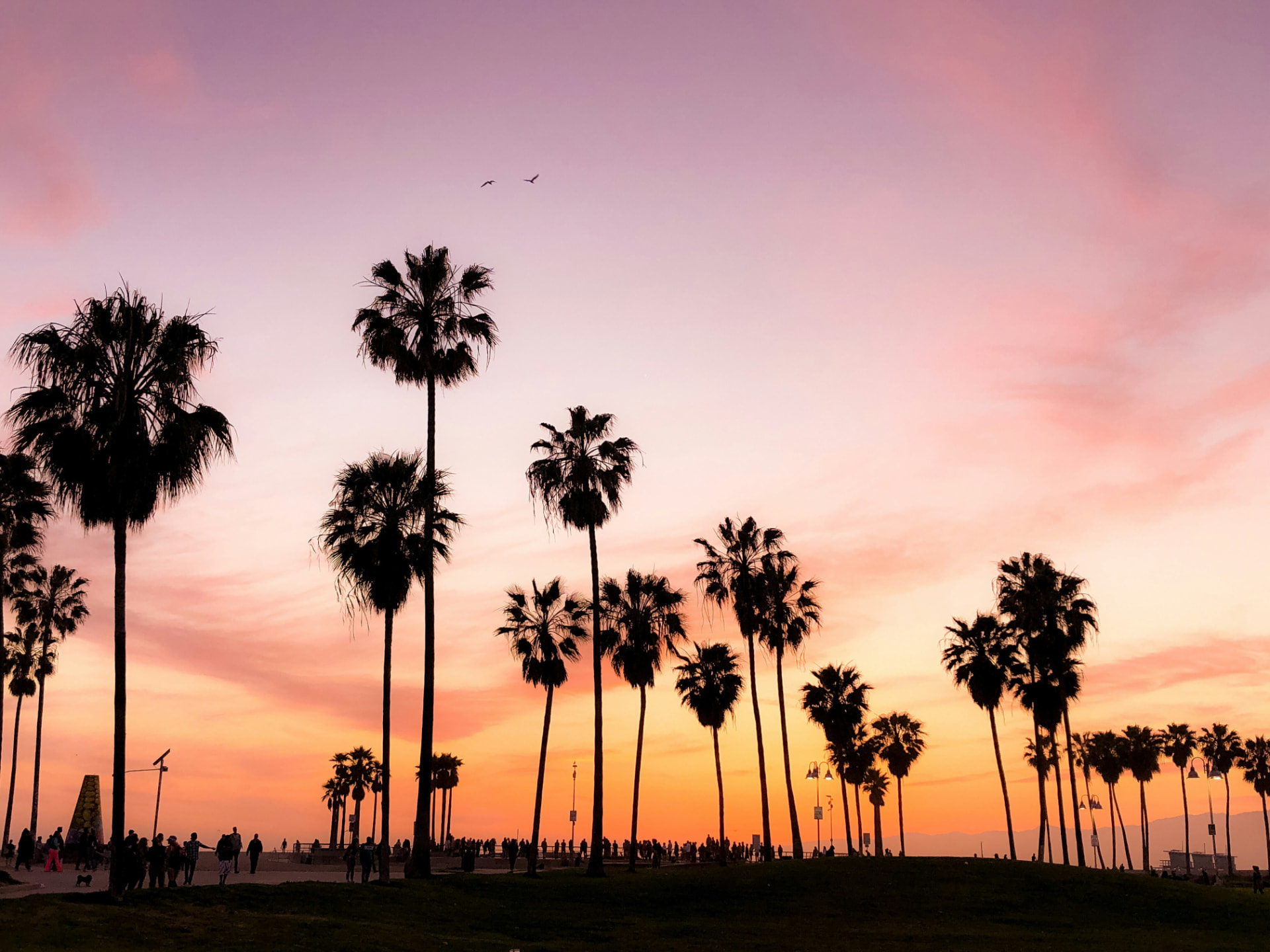Venice Beach at sunset with palm trees and colorful sky