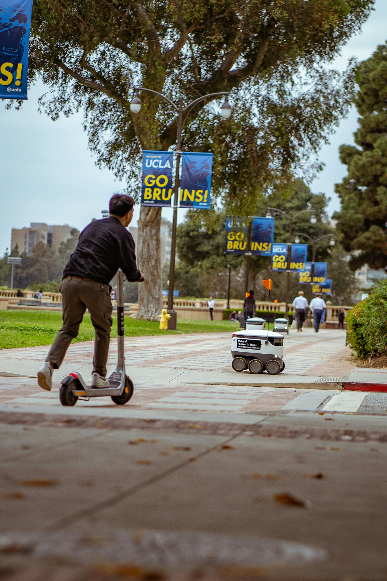 Tree-lined UCLA campus walkway with university banners in Westwood