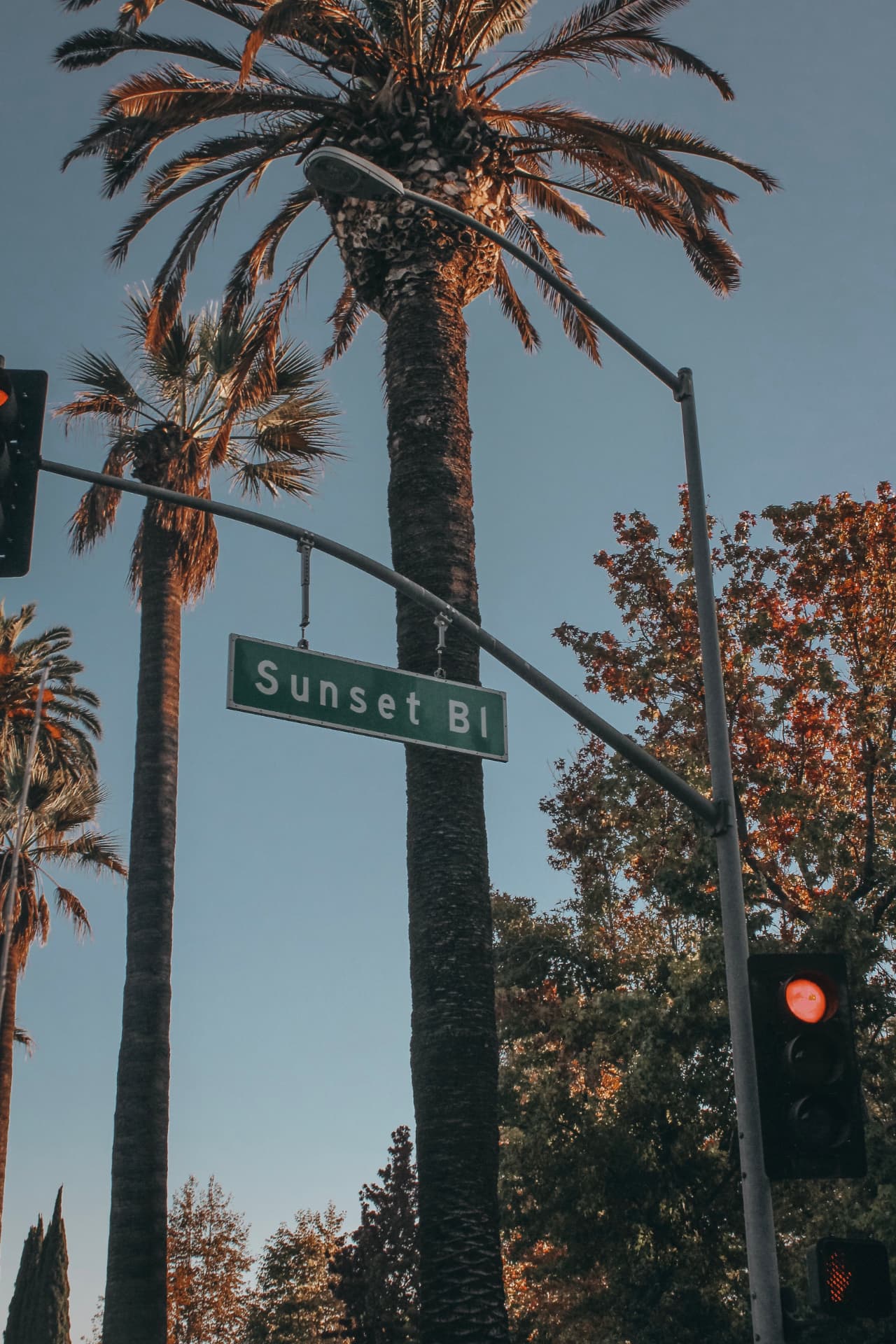 Sunset Boulevard street sign framed by palm trees